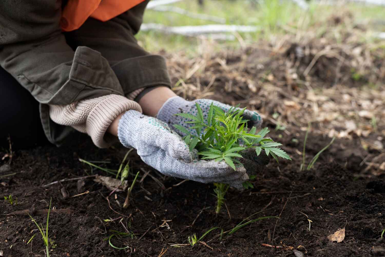 Professional Tree Service in St Francis, WI